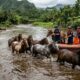 Quinze cavalos são resgatados em meio à enchente no Havaí