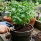O milagre da borra de café para plantas: como usar esse resíduo na horta