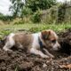 Krakka, a cachorrinha encontrada enterrada viva depois que irmão farejou toca de coelho