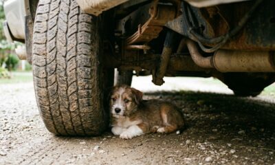 Um cachorrinho é encontrado embaixo de um caminhão após mulher confundi-lo com lixo