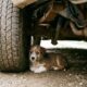 Um cachorrinho é encontrado embaixo de um caminhão após mulher confundi-lo com lixo