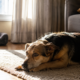 Um estudo mediu o impacto dos cachorros no ar de casa e revelou detalhes que quase ninguém percebe