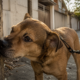 Seu cachorro para para cheirar tudo? Esse hábito pode ser mais importante do que parece no passeio