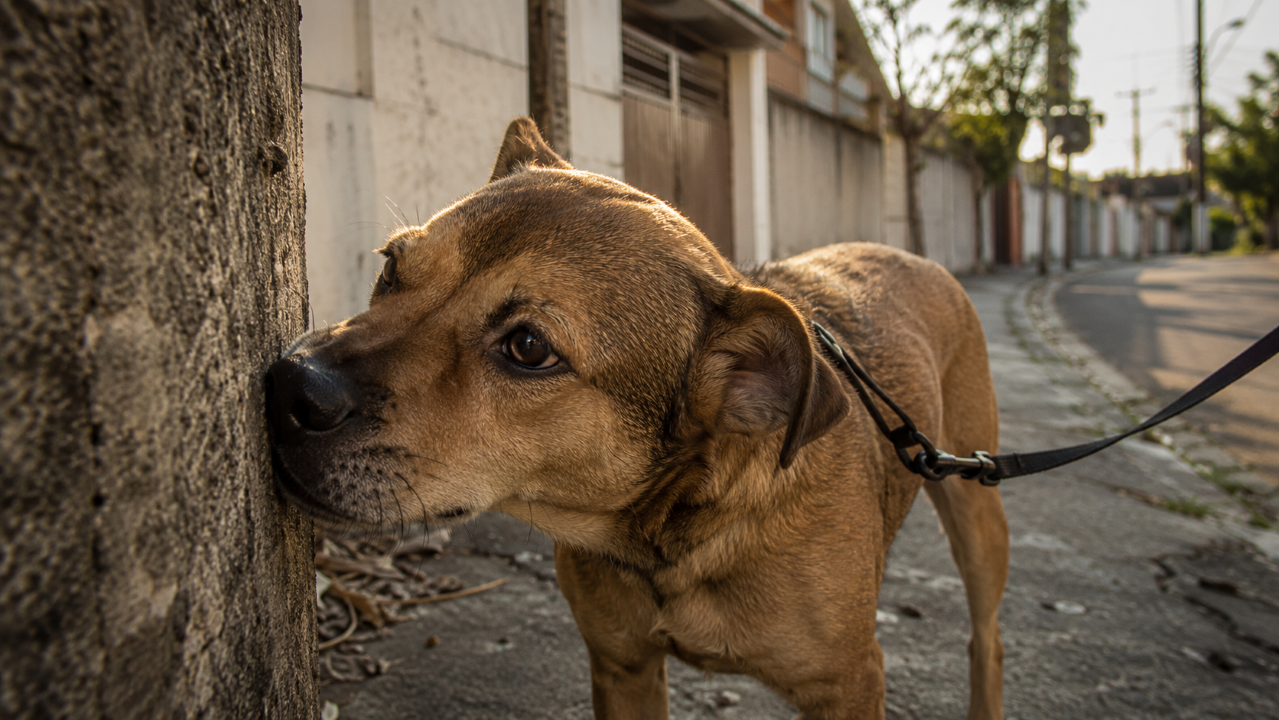 Seu cachorro para para cheirar tudo? Esse hábito pode ser mais importante do que parece no passeio