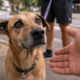 A psicologia explica por que algumas pessoas não resistem a cumprimentar cachorros na rua