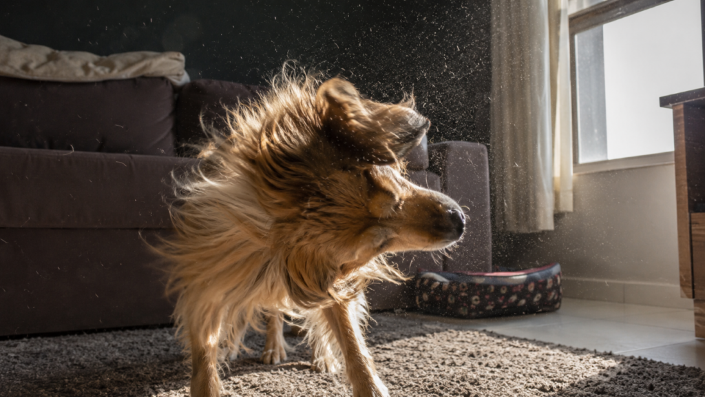Um estudo mediu o impacto dos cachorros no ar de casa e revelou detalhes que quase ninguém percebe