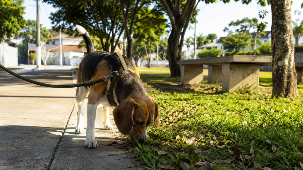 Seu cachorro para para cheirar tudo? Esse hábito pode ser mais importante do que parece no passeio
