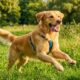 Essas pequenas atitudes podem deixar seu cachorro mais feliz e melhorar seu bem-estar
