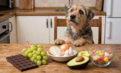 Conheça os 10 alimentos que nunca devem fazer parte da dieta dos cães