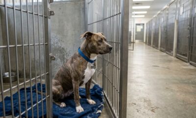 Clover, a cadela de abrigo que comoveu ao ficar sozinha