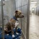 Clover, a cadela de abrigo que comoveu ao ficar sozinha