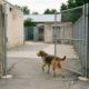 Cadela Diamond chega sozinha a abrigo de animais e surpreende equipe de resgate