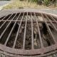 Equipes de resgate encontram enorme animal escondido sob grade pesada