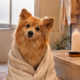 De quanto em quanto tempo dar banho no cachorro no inverno sem causar frio e nem danos á pele dele