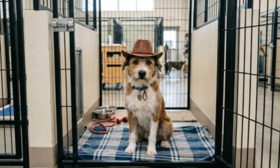 Cão de abrigo usa chapéu de caubói para esperar nova família