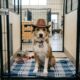 Cão de abrigo usa chapéu de caubói para esperar nova família