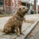 Cão de rua com pelos emaranhados ganha nova aparência após ser resgatado