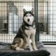 Husky passa 6 anos em abrigo por causa dos dentes e finalmente vai para casa