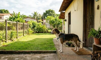 Uncle, o cão resgatado, perdeu o medo da nova casa quando descobriu o quintal