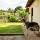 Uncle, o cão resgatado, perdeu o medo da nova casa quando descobriu o quintal