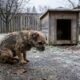 Nem todo pelo protege: os cães que mais sofrem no frio e os sinais que entregam o problema