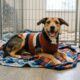 Cão Goofy se transforma após ganhar suéter em resgate emocionante