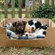 3 cachorrinhos resgatados que mudaram a vida de seus donos