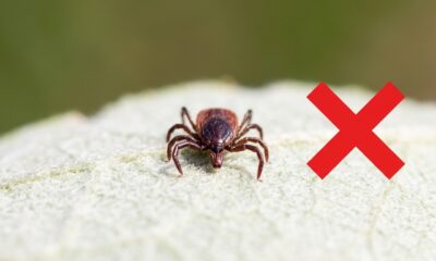 Cientistas descobriram uma maneira simples de se livrar de carrapatos: sua eficácia é de 99%