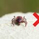 Cientistas descobriram uma maneira simples de se livrar de carrapatos: sua eficácia é de 99%