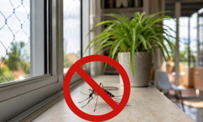 Nem veneno nem spray caro: esta planta aromática pode ajudar a manter mosquitos longe de casa