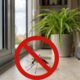 Nem veneno nem spray caro: esta planta aromática pode ajudar a manter mosquitos longe de casa