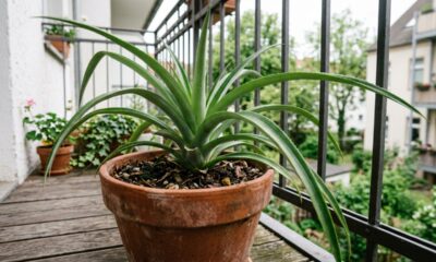 Como plantar a coroa do abacaxi da feira e ter uma planta linda em casa