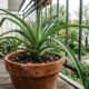 Como plantar a coroa do abacaxi da feira e ter uma planta linda em casa