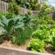 5 vegetais ultra fáceis de cultivar que sobrevivem mesmo se você esquecer de regar