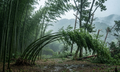 Provérbio japonês do dia, “O bambu que sobrevive ao vento não é o mais duro da floresta, mas aquele que aprendeu a se curvar sem abandonar suas raízes”, sobre flexibilidade, orgulho e como ceder nem sempre significa fraqueza