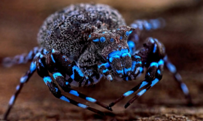 Aranha que brilha sob luz ultravioleta é uma das novas espécies descobertas em uma expedição com 16 especialistas