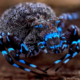 Aranha que brilha sob luz ultravioleta é uma das novas espécies descobertas em uma expedição com 16 especialistas