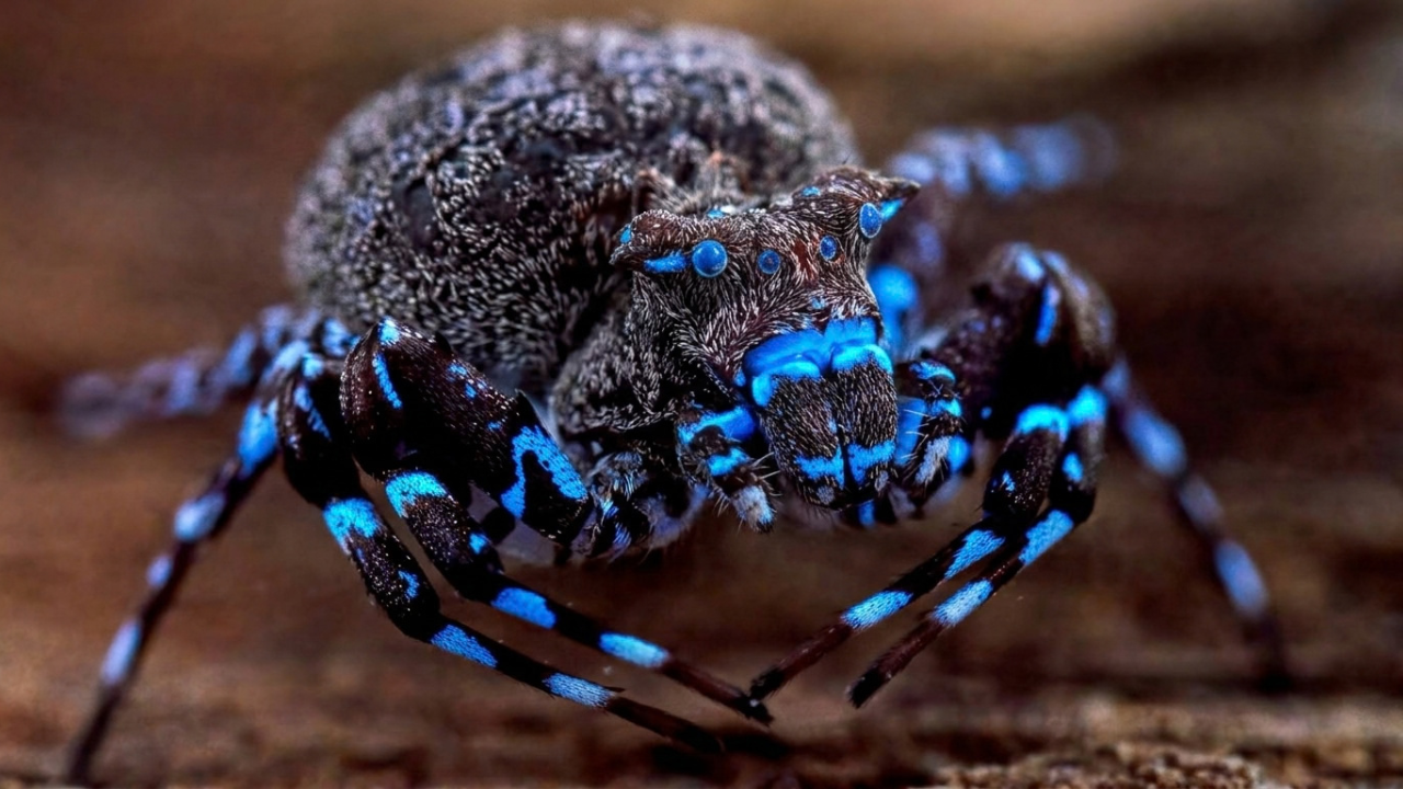 Aranha que brilha sob luz ultravioleta é uma das novas espécies descobertas em uma expedição com 16 especialistas