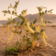 A planta que sustentou povos no deserto por milênios e foi deixada de lado pela agricultura moderna