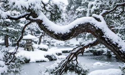 Provérbio japonês do dia, “A neve não quebra o galho que sabe ceder um pouco, mas pesa sobre aquele que insiste em parecer forte o tempo inteiro”, sobre orgulho e quem insiste em parecer forte o tempo todo