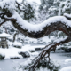 Provérbio japonês do dia, “A neve não quebra o galho que sabe ceder um pouco, mas pesa sobre aquele que insiste em parecer forte o tempo inteiro”, sobre orgulho e quem insiste em parecer forte o tempo todo