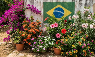 As 6 plantas que florescem o ano todo e são as mais queridinhas dos brasileiros