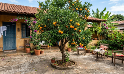 7 árvores frutíferas cujas raízes não danificam o pavimento do seu quintal, perfeitas para espaços pequenos