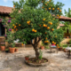 7 árvores frutíferas cujas raízes não danificam o pavimento do seu quintal, perfeitas para espaços pequenos