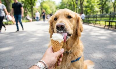 Cão com expectativa de vida de 6 meses ganha energia com sorvete semanal