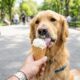 Cão com expectativa de vida de 6 meses ganha energia com sorvete semanal