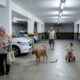 Homem deixa cachorro solto por poucos minutos na área comum e acaba provocando briga entre moradores