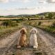 Dois poodles abandonados no meio da estrada aguardam família que não voltou