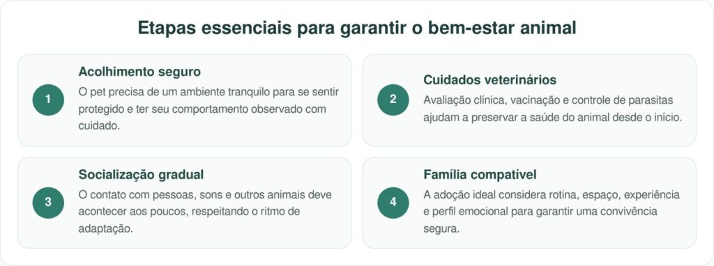 Cão que só tinha um coco para brincar ganha uma maratona de compras de brinquedos