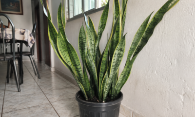 Como limpar as folhas da espada-de-são-jorge com um ingrediente que recupera o brilho natural